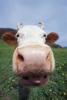 Moo Cow
