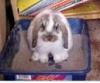 rabbit litter box